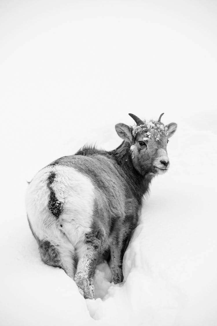 A Goat Stuck On Snow Covered Ground 