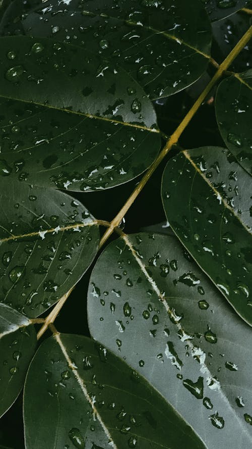 Water Droplets on Green Leaves