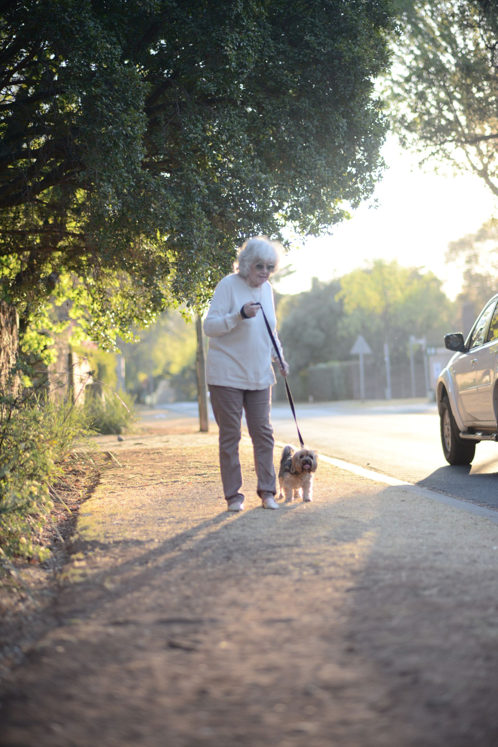 A white-haired woman walking a small dog along a sunny, tree-lined pavement