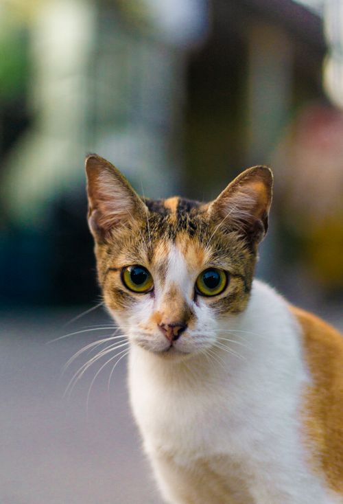 Free Detailed close-up portrait of a curious calico cat with a blurred outdoor background. Stock Photo