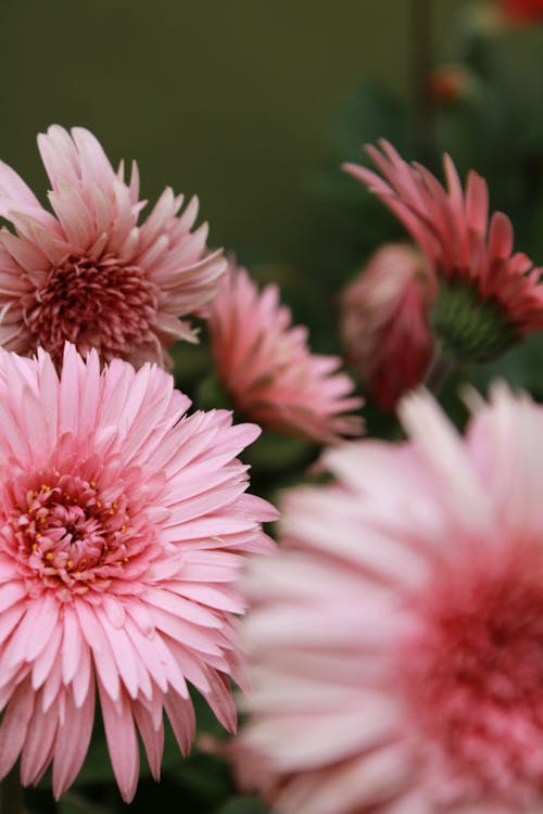 Pink Flowers in Macro Lens