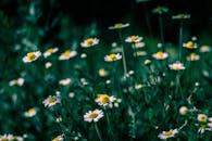 郁郁葱葱的绿地上，盛开的洋地黄花特写镜头，非常适合自然和植物主题