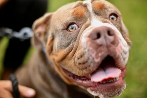 Ücretsiz bulldog, çim, çukur boğa içeren Ücretsiz stok fotoğraf Stok Fotoğraflar
