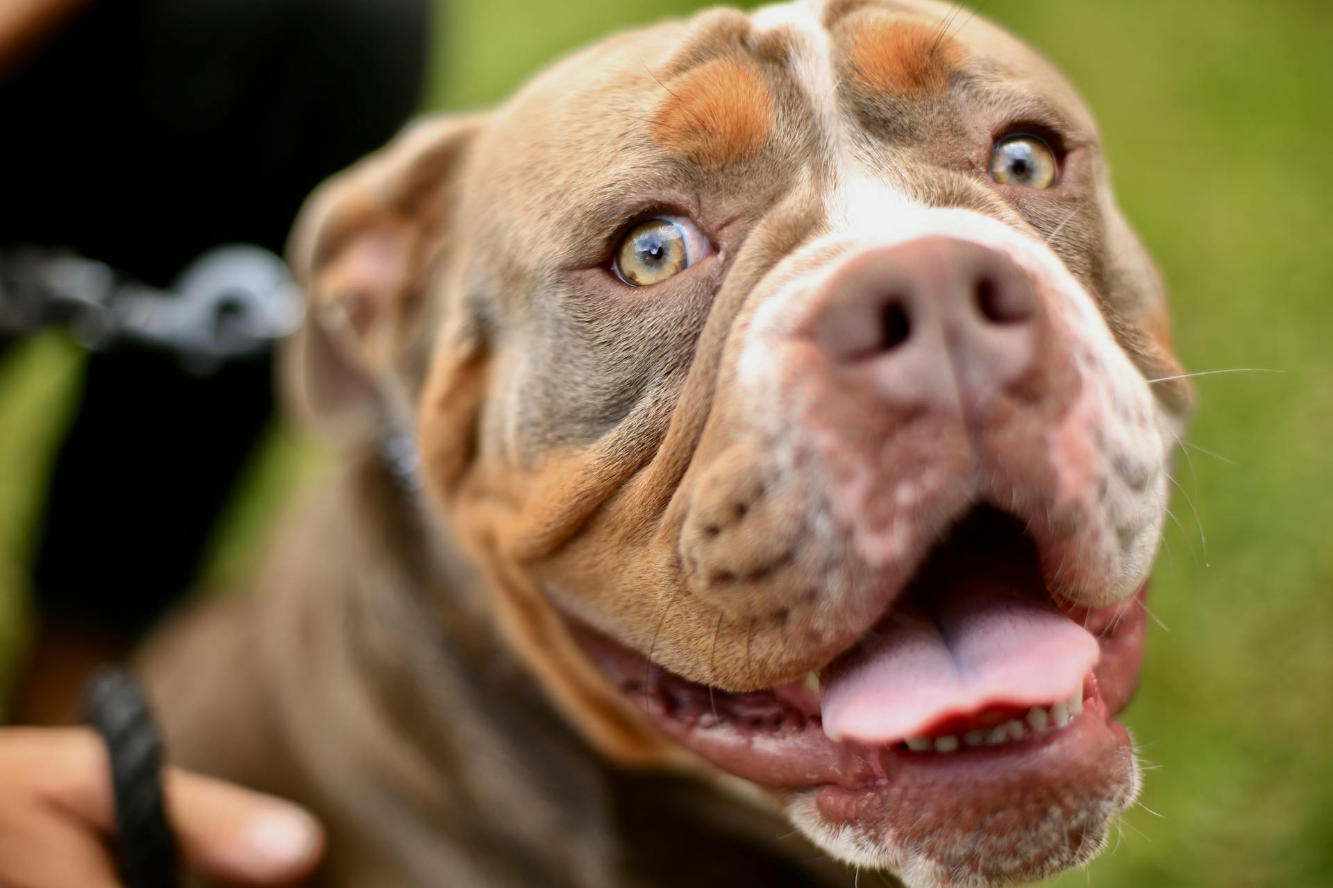 Portrait of a Brown Pit Bull