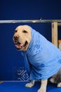 Yellow Labrador Retriever in Blue Shirt