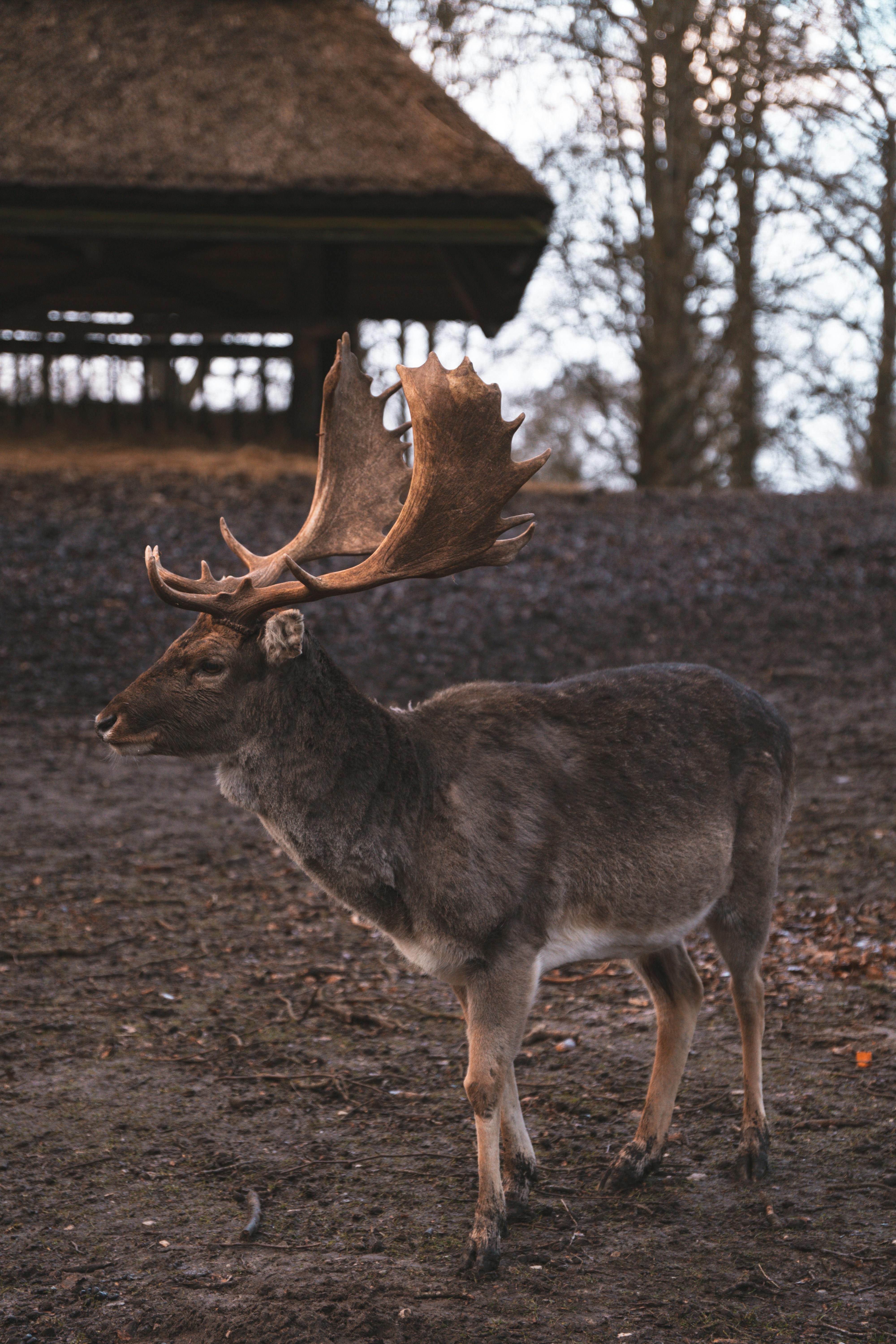 grátis Foto profissional grátis de aarhus, abrigo rústico, amável Foto profissional