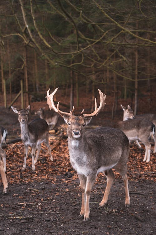 Herd of Deer on Forest