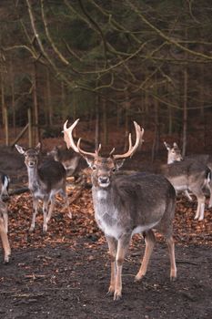 A herd of deer stands alert in the autumn forest of Højbjerg, Denmark.