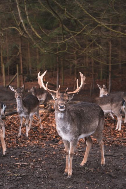 A herd of deer stands alert in the autumn forest of Højbjerg, Denmark.