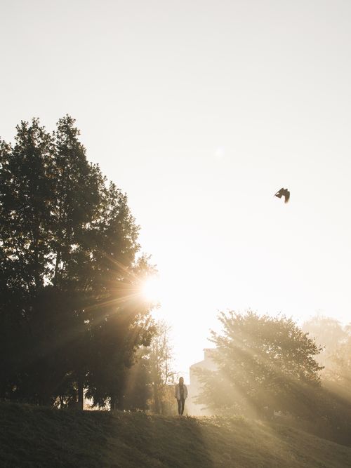 Free A peaceful sunrise scene with a person standing in silhouette, surrounded by trees and soft sunlight. Stock Photo