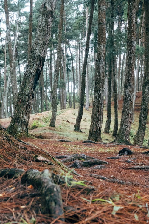 Kostnadsfri bild av landskap, natur, skog