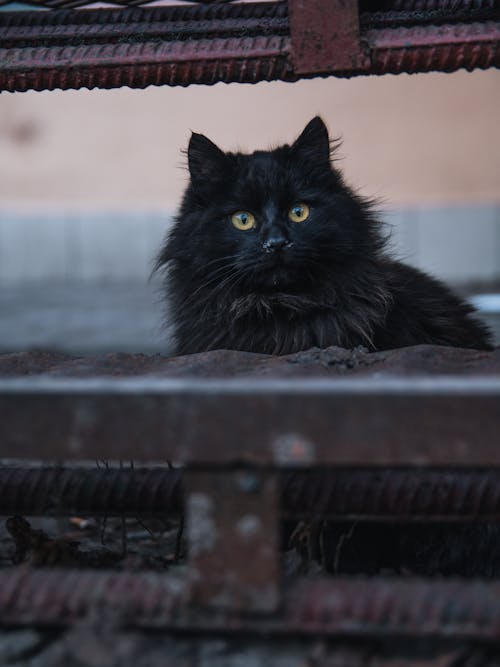 Free Black Cat on Brown Wooden Table Stock Photo