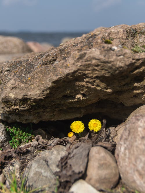 Foto stok gratis batu, berkembang, bunga-bunga