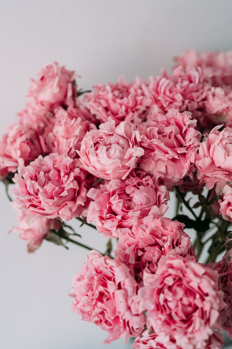 Pink Peony Flowers In Bloom