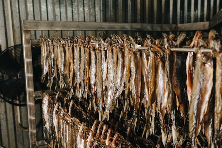 Fish Hanging On Bars