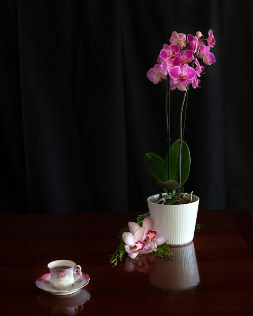 Gratis stockfoto met bloemen, bloempot, flora