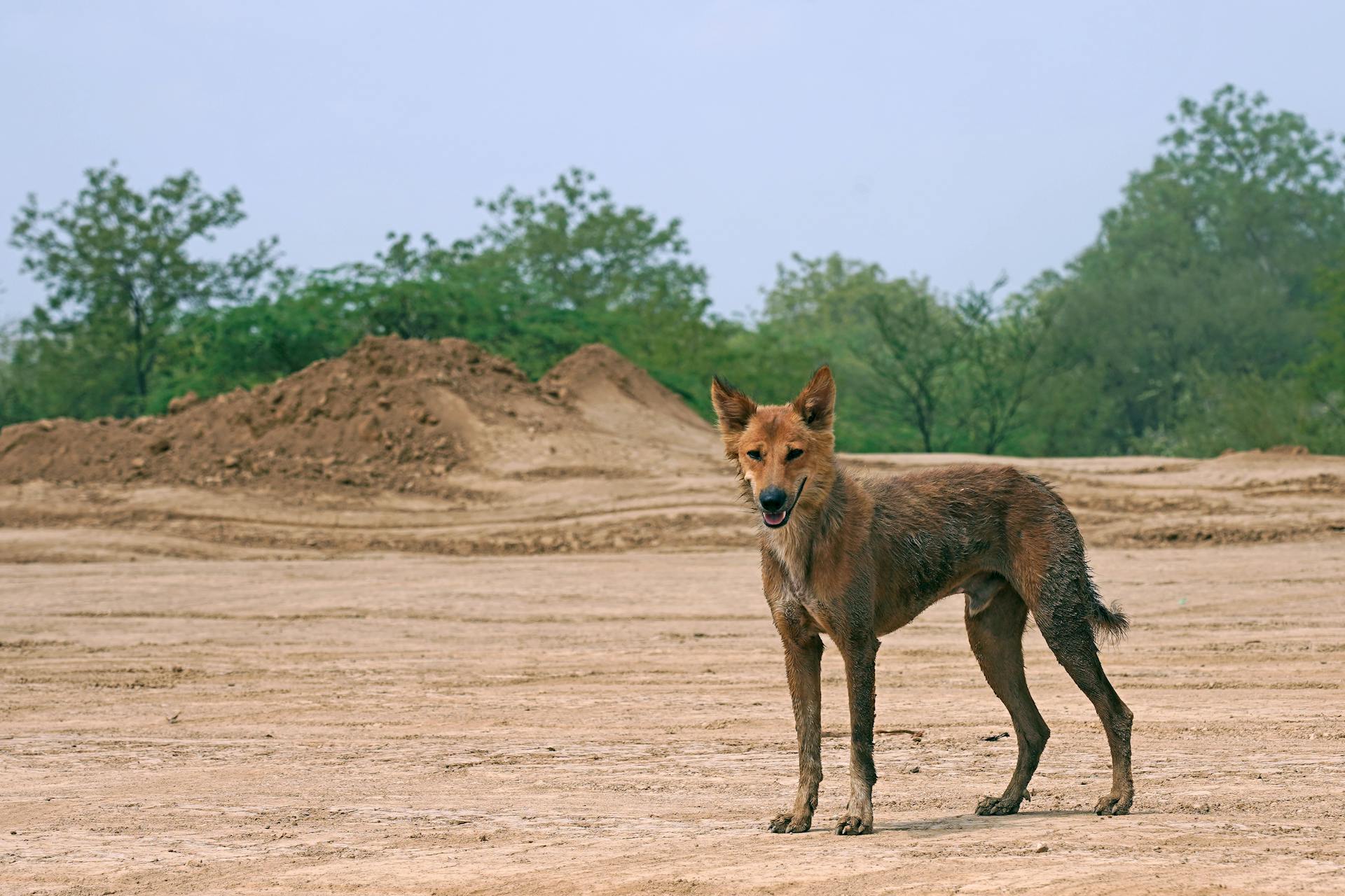 Brown Short Coated Dog Standing on  Sand