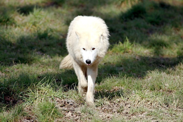 White Wolf With Red Eyes In Natural Environment