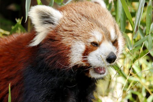 Fotobanka s bezplatnými fotkami na tému chlpatý, divočina, panda červená