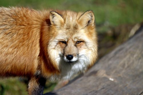 Free A detailed view of a red fox with rich fur standing outdoors, showcasing its beautiful features. Stock Photo