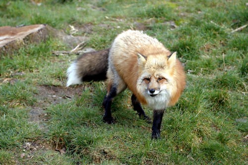A Fox Walking on Green Grass