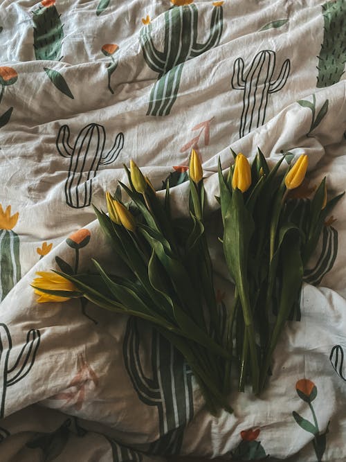 คลังภาพถ่ายฟรี ของ ช็อตโอเวอร์เฮด, ดอกทิวลิป, ดอกไม้