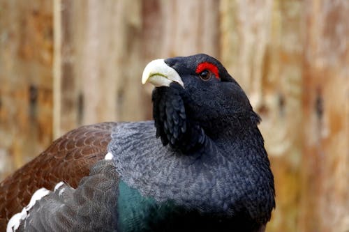 Close-Up Photograph of a Western Capercaillie