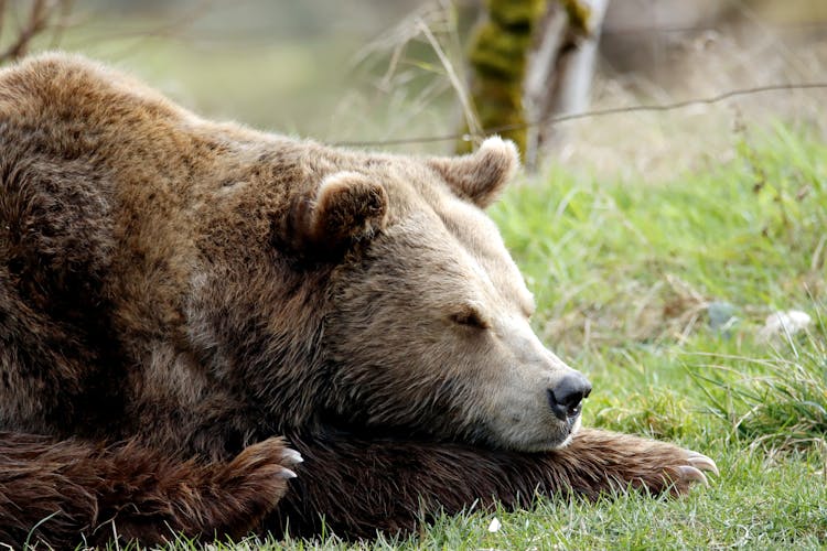 A Brown Bear Sleeping On The Grass