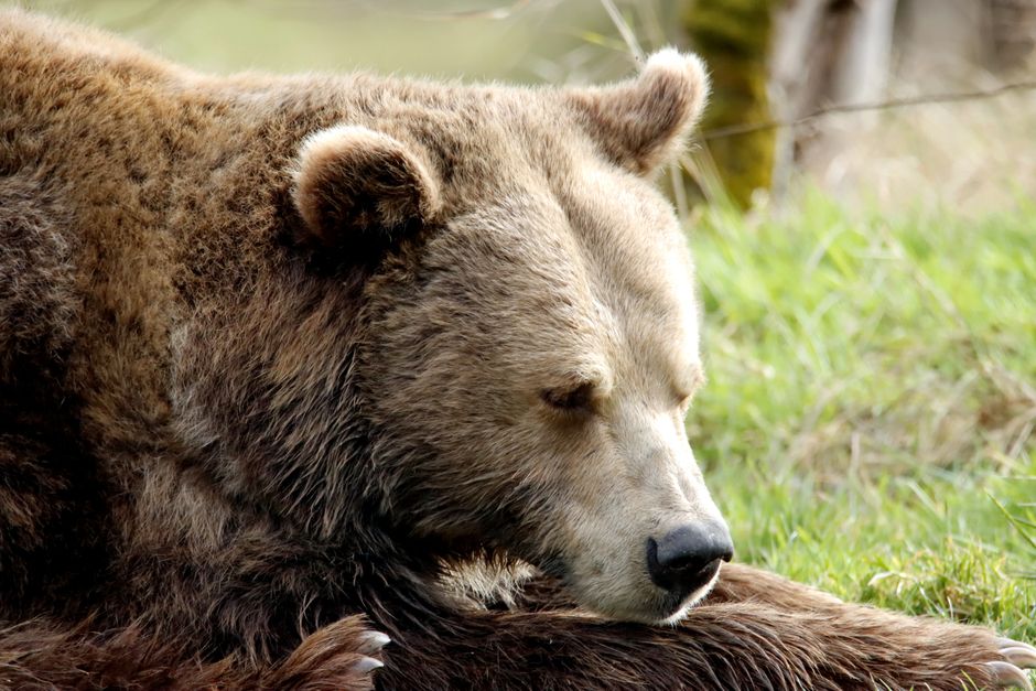 Zoma Sports vs Bear Original: Recovery Features for Athletes Compared A detailed, peaceful close-up of a brown bear resting in natural surroundings, capturing the essence of wildlife.