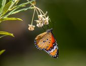 Monarch Butterfly Perched on White Flower in Close Up Photography