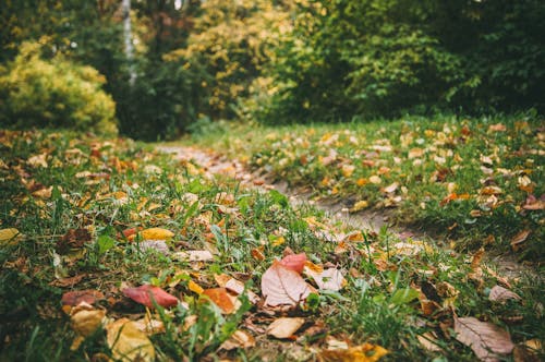 Free Бесплатное стоковое фото с autumn atmosphere, autumn colors, autumn mood forest Stock Photo