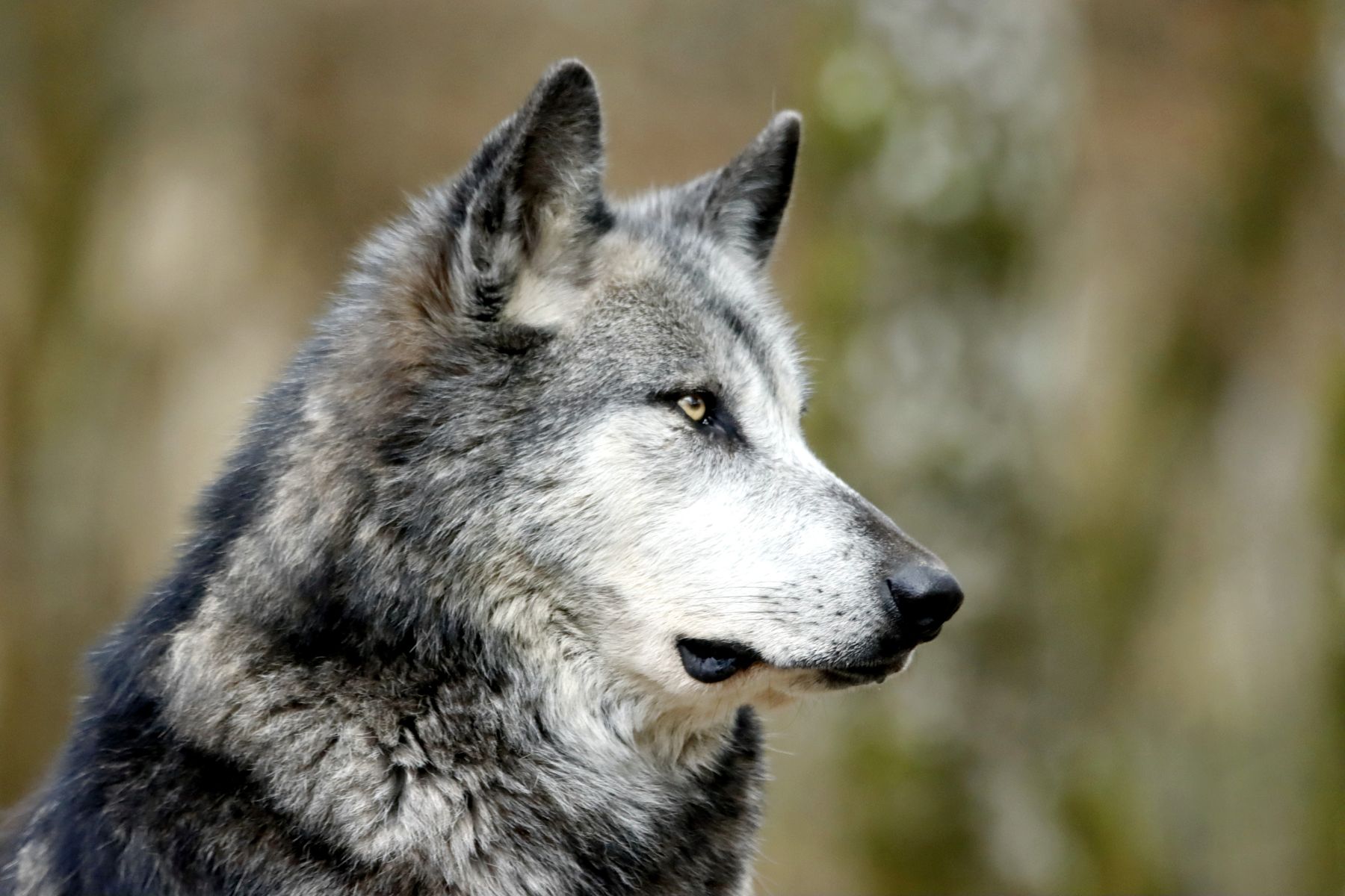 A majestic gray wolf gazing through the wilderness, displaying the focused intensity of a top-predator hunter.