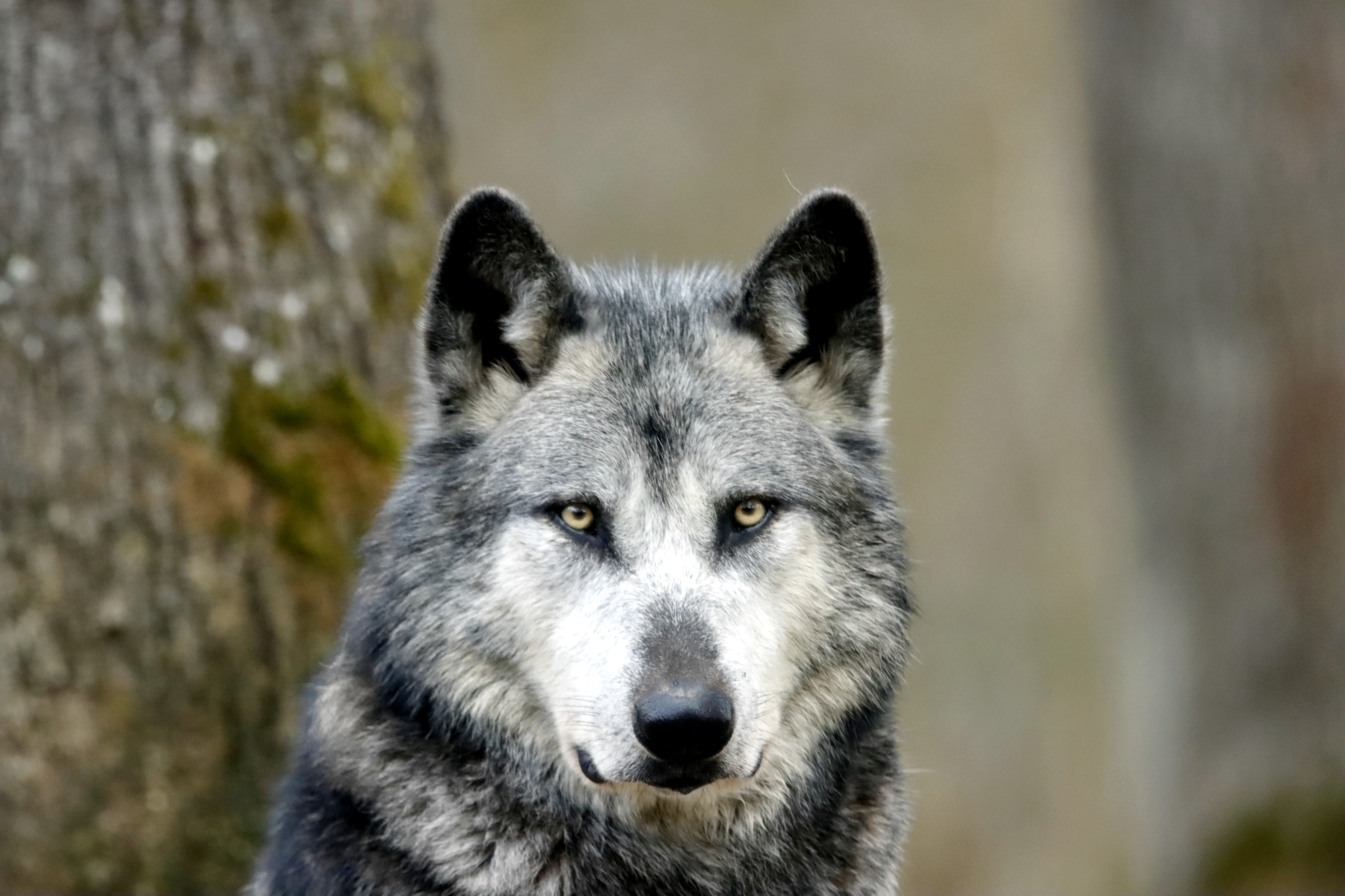 A White and Gray Wolf