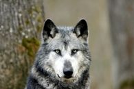 loup