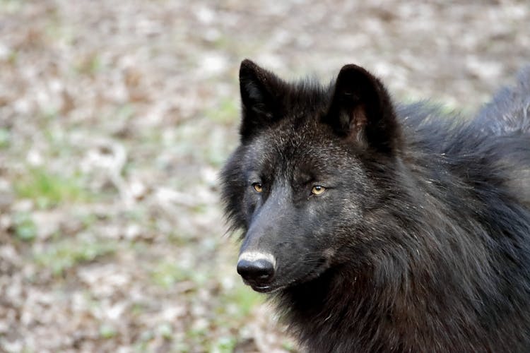 Alexander Archipelago Wolf In Close-Up Photography