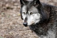 loup