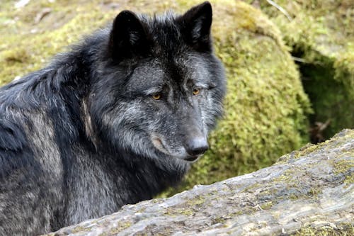 A Black Wolf on Green Grass Field