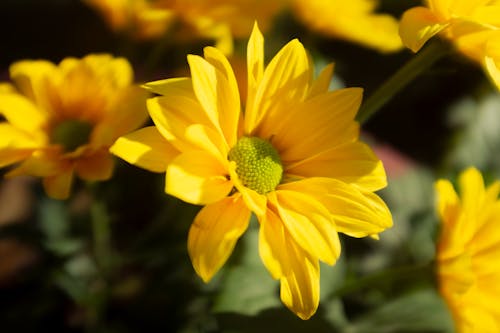 A Yellow Sunflower in Full Bloom