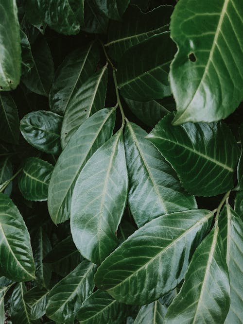 A Close-up Shot of Green Leaves