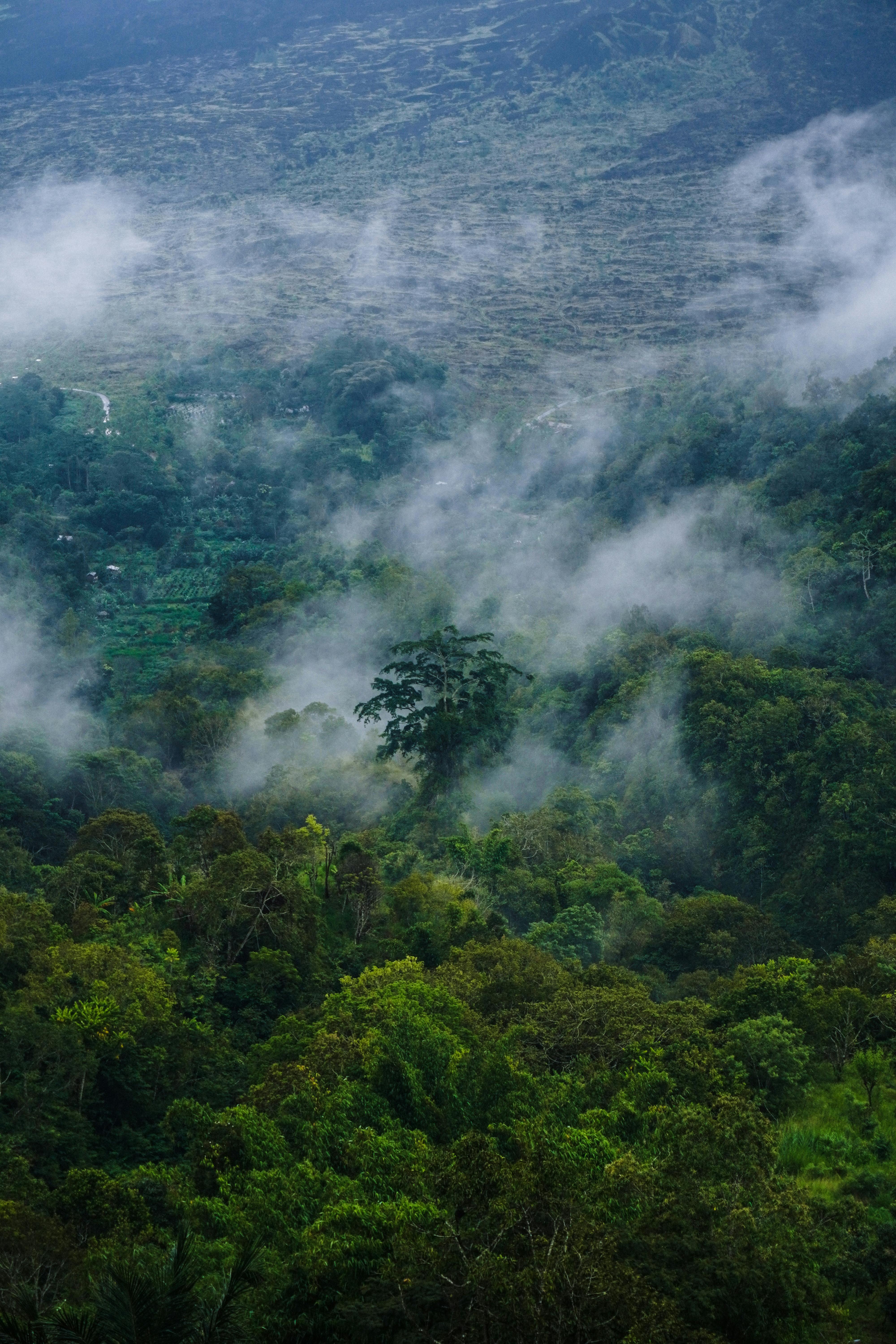 A serene aerial view of a mist-covered forest in Bali, Indonesia, capturing lush greenery and fog.