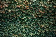 Nature texture