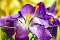 Purple and Yellow Flower in Macro Shot