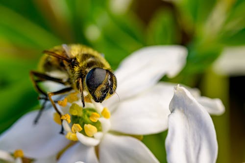Black and Yellow Bee on White Flower