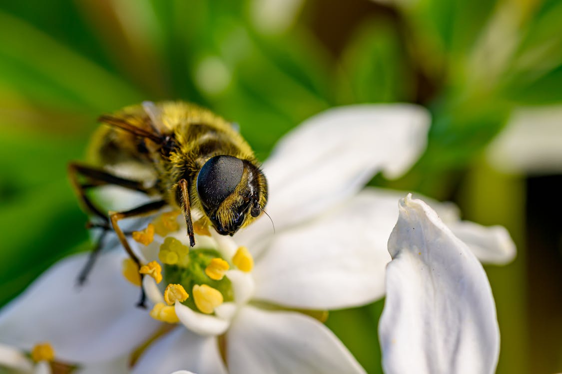 Gratis arkivbilde med bie, blomsterblad, flora