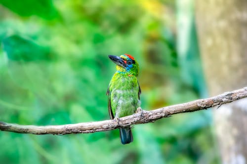 A Colorful Bird Perched on a Tree Branch