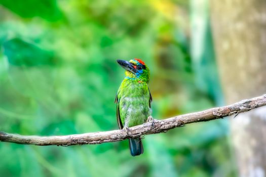 A Colorful Bird Perched on a Tree Branch