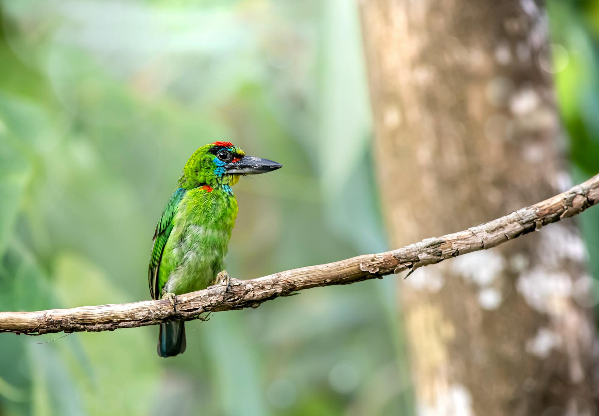 Red-throated Barbet Bird on Brown Tree Branch