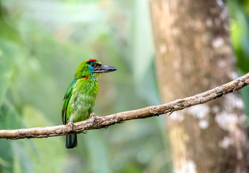 Free Close-up of a colorful red-throated barbet perched on a tree branch in a lush forest setting. Stock Photo