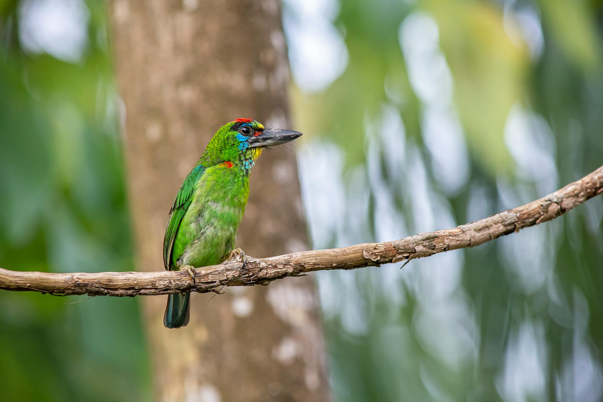 A Red-Throated Barbet on a Branch