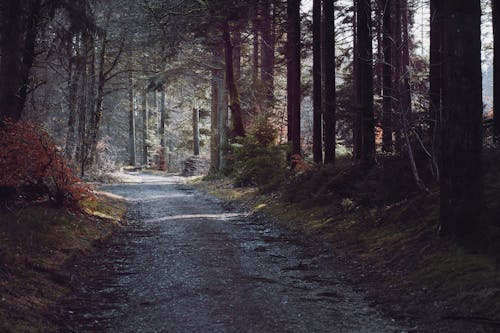 Free An Unpaved Pathway in Between Trees Stock Photo
